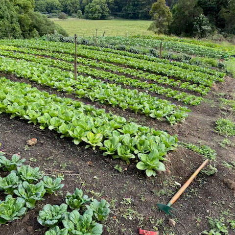 The Nutritional Value of Asian Greens