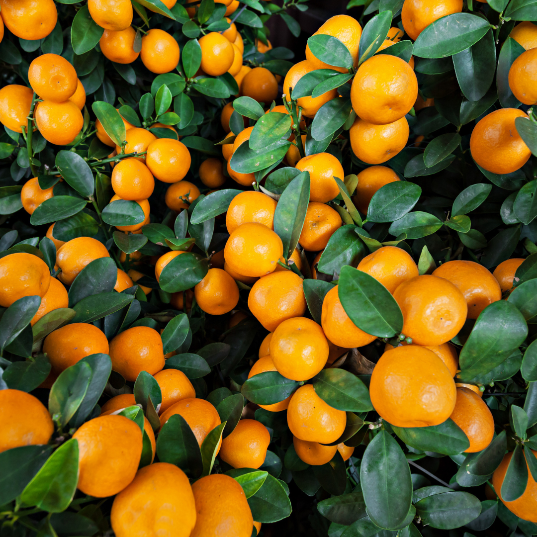 - Mandarins Spray Free *Special*  500g