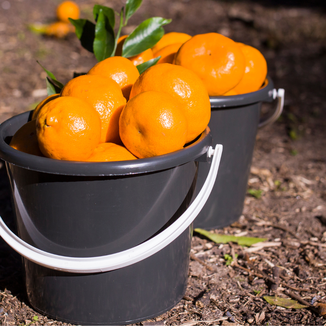 - Mandarins Spray Free *Special* 500g