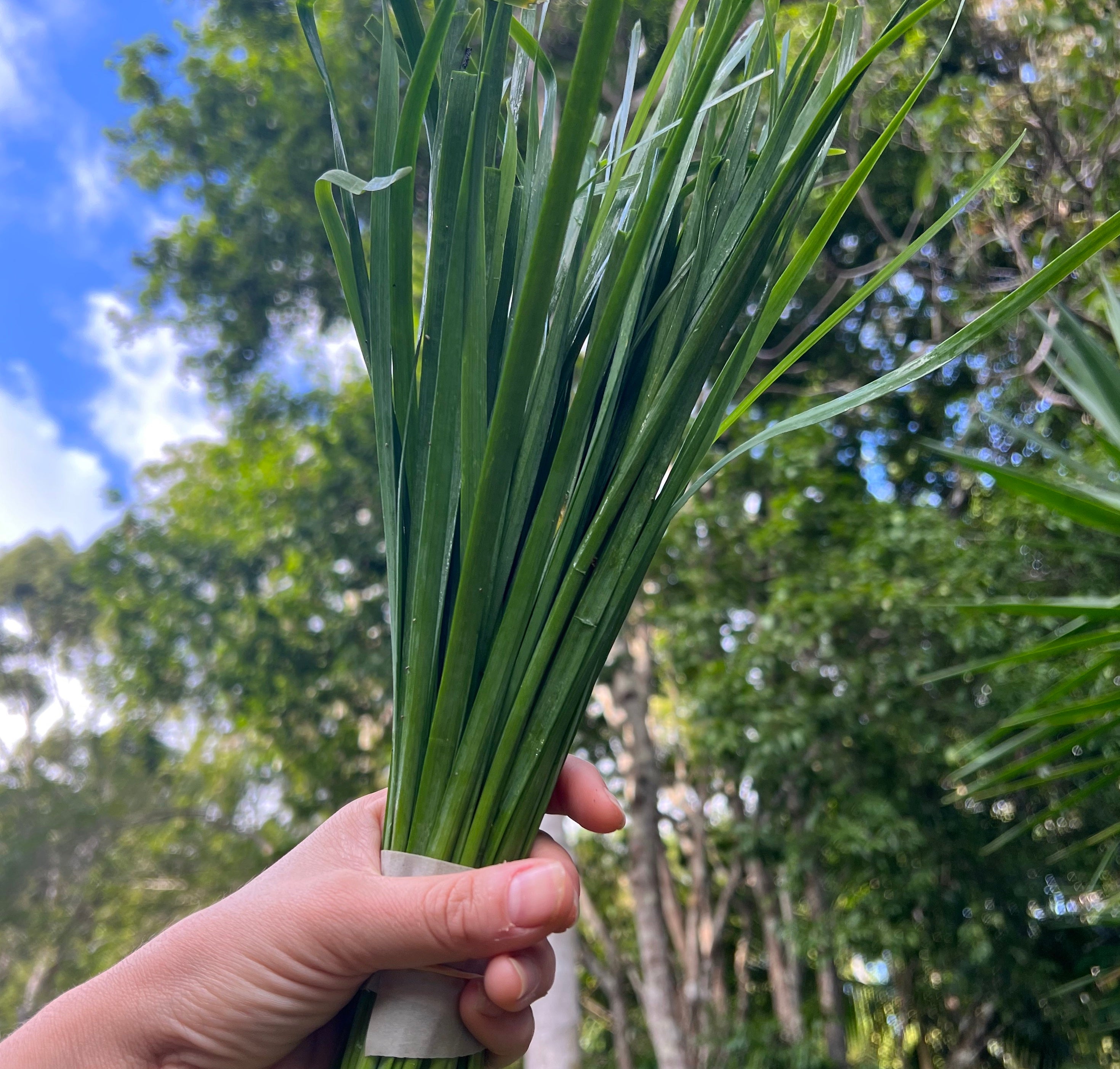 Herb Garlic Chives -  Certified Organic Garlic Chives