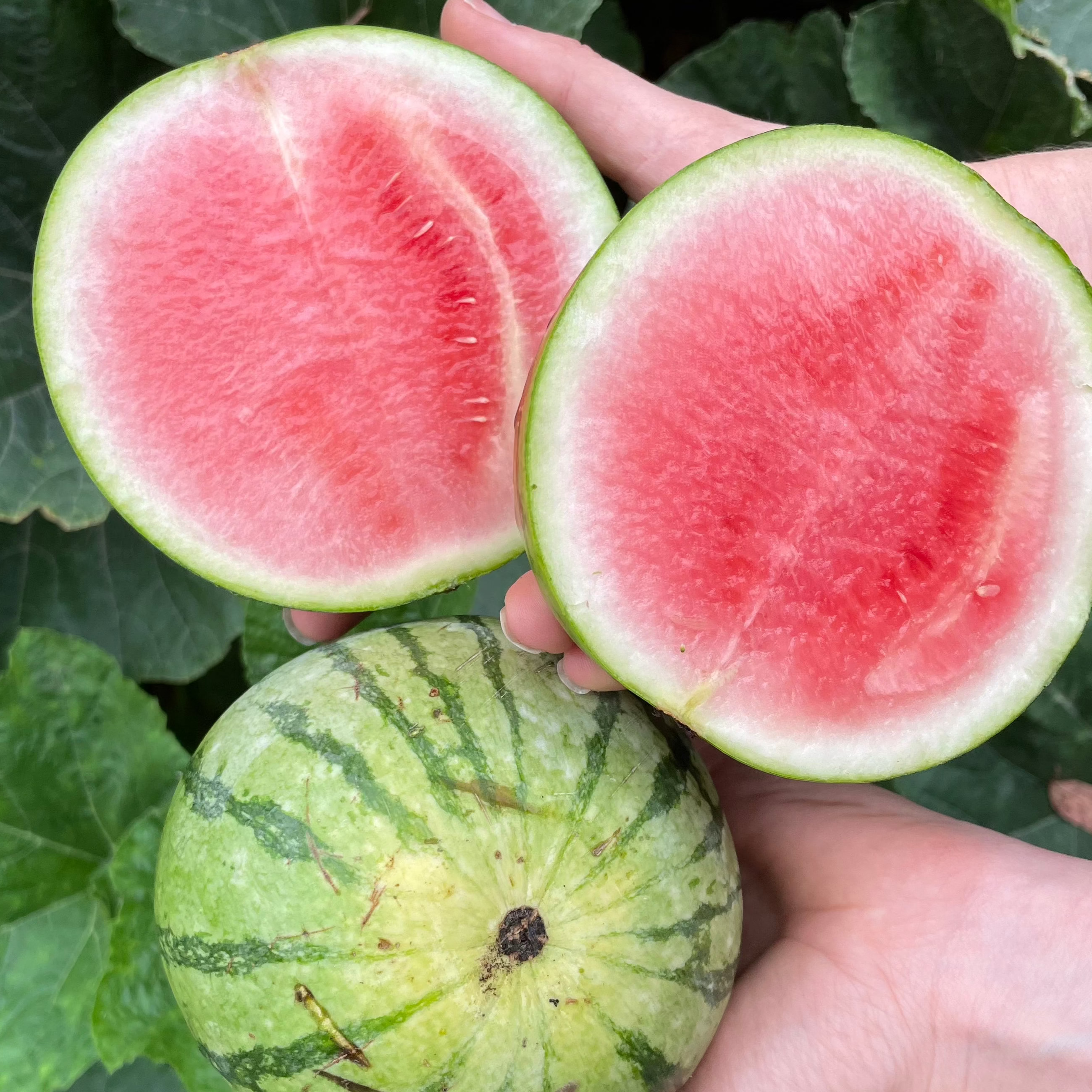 - Watermelon WHOLE Mini Lee approx 1kg  - Certified Organic Watermelon