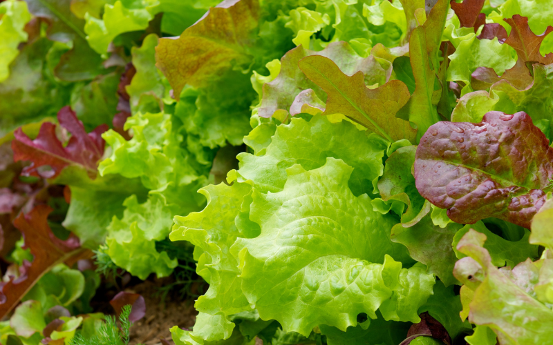 Lettuce & Salad Leaf 100g - Organic Salad Mix