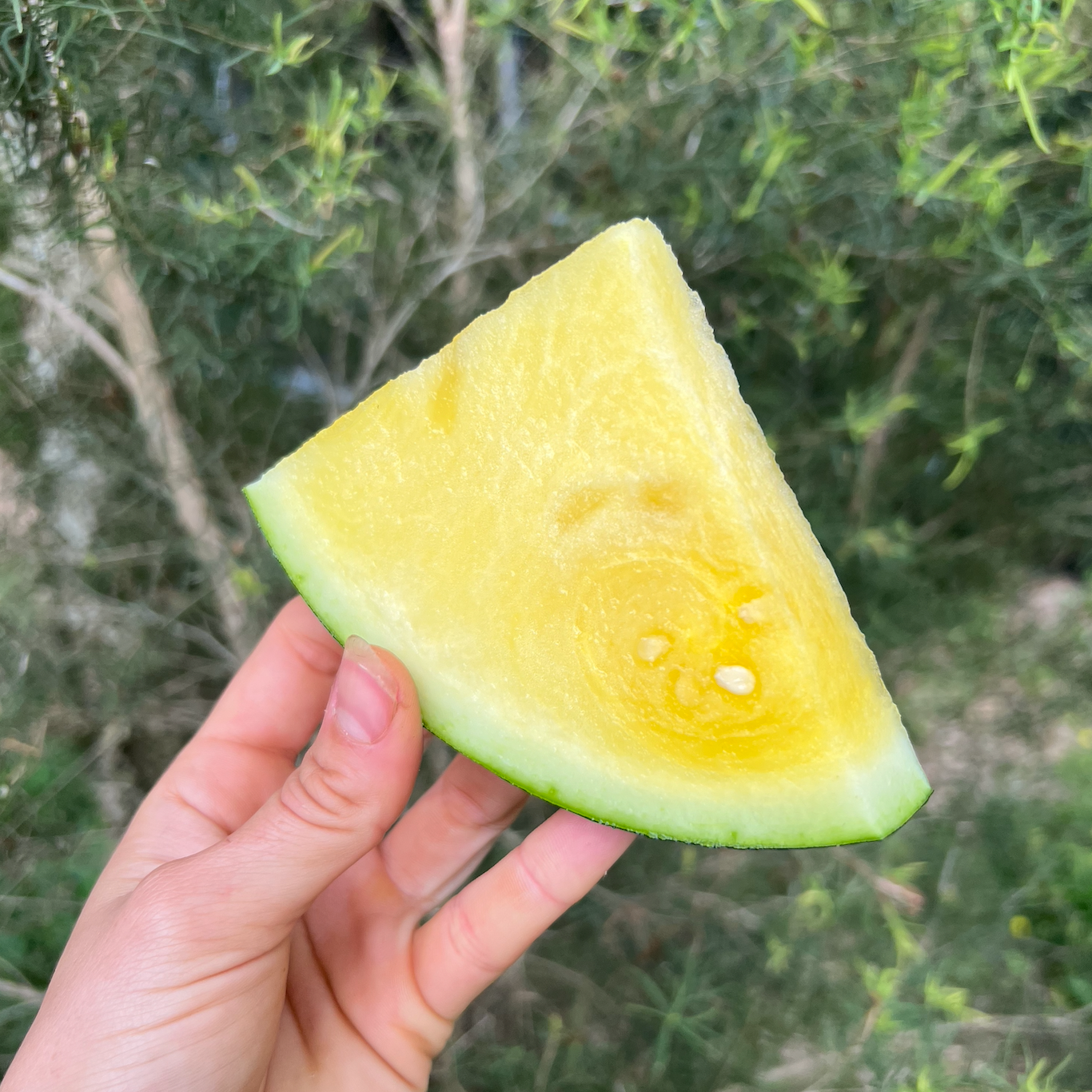 - Watermelon Seedless 1KG *Growers Special* - Certified Organic Watermelon