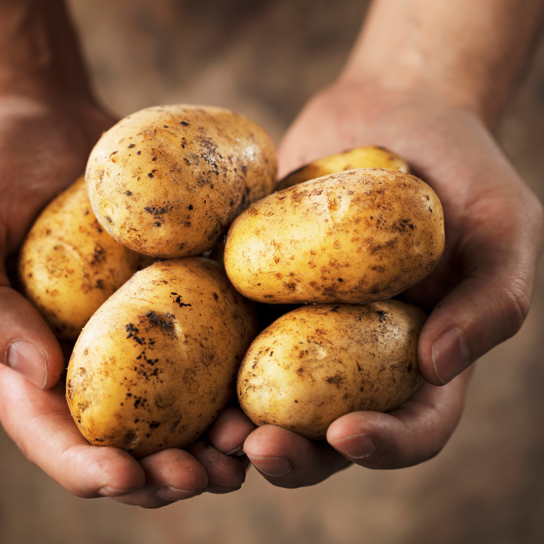 Potatoes Dutch Cream CHATS 750g - Certified Organic Potatoes 750g