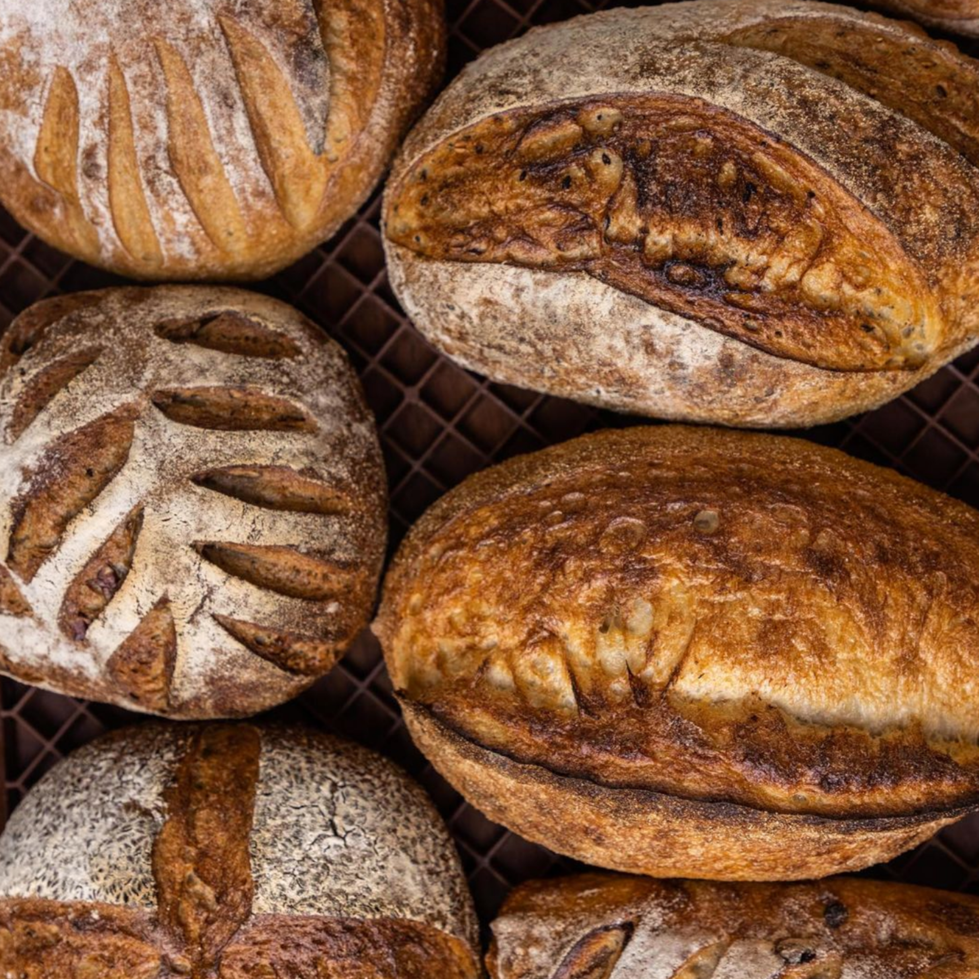Bread Social Sourdough Loaves
