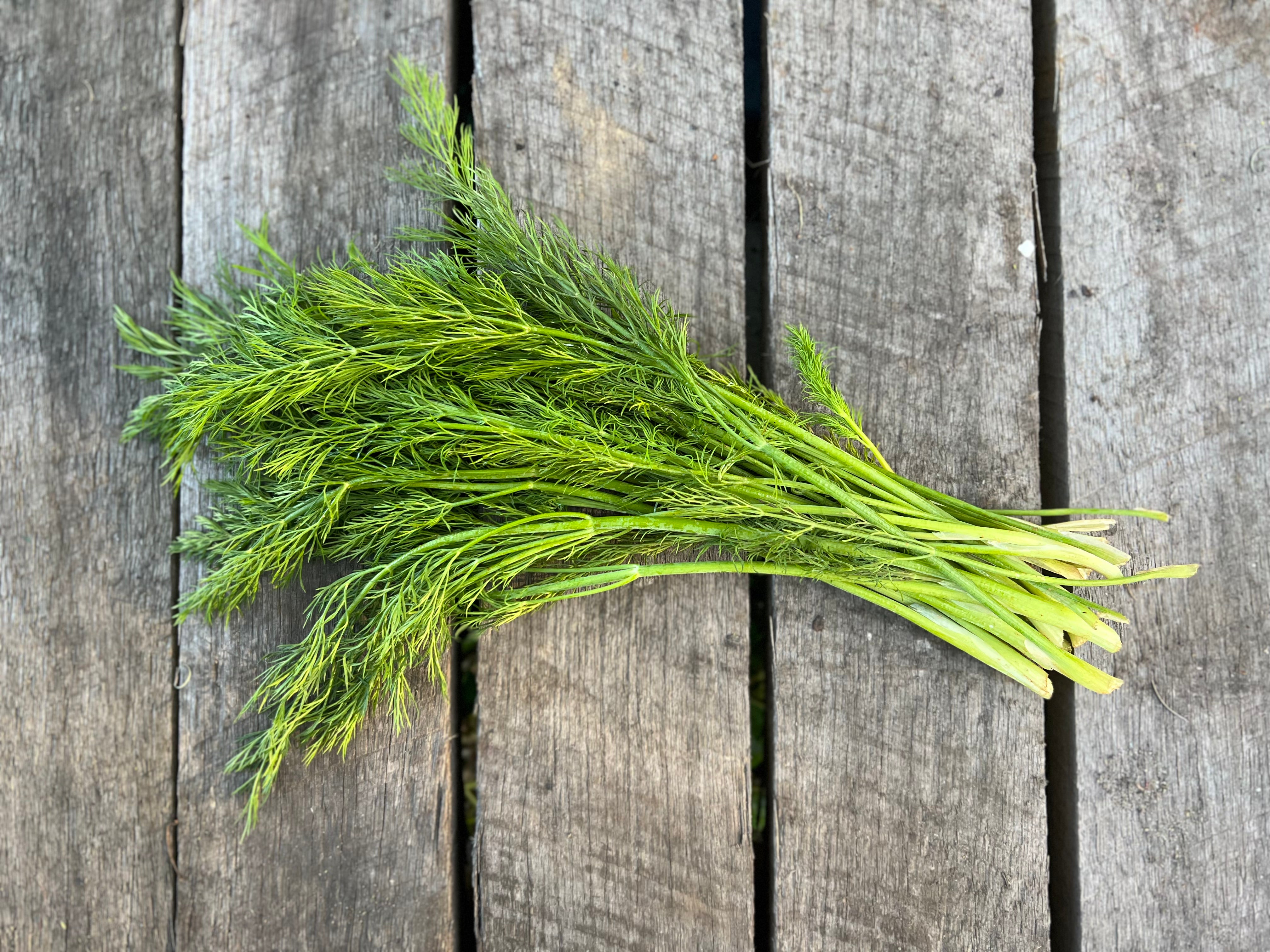 Herb Fresh Dill- Certified Organic Dill