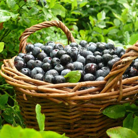 - Blueberries 400g - hand picked localy grown blueberries