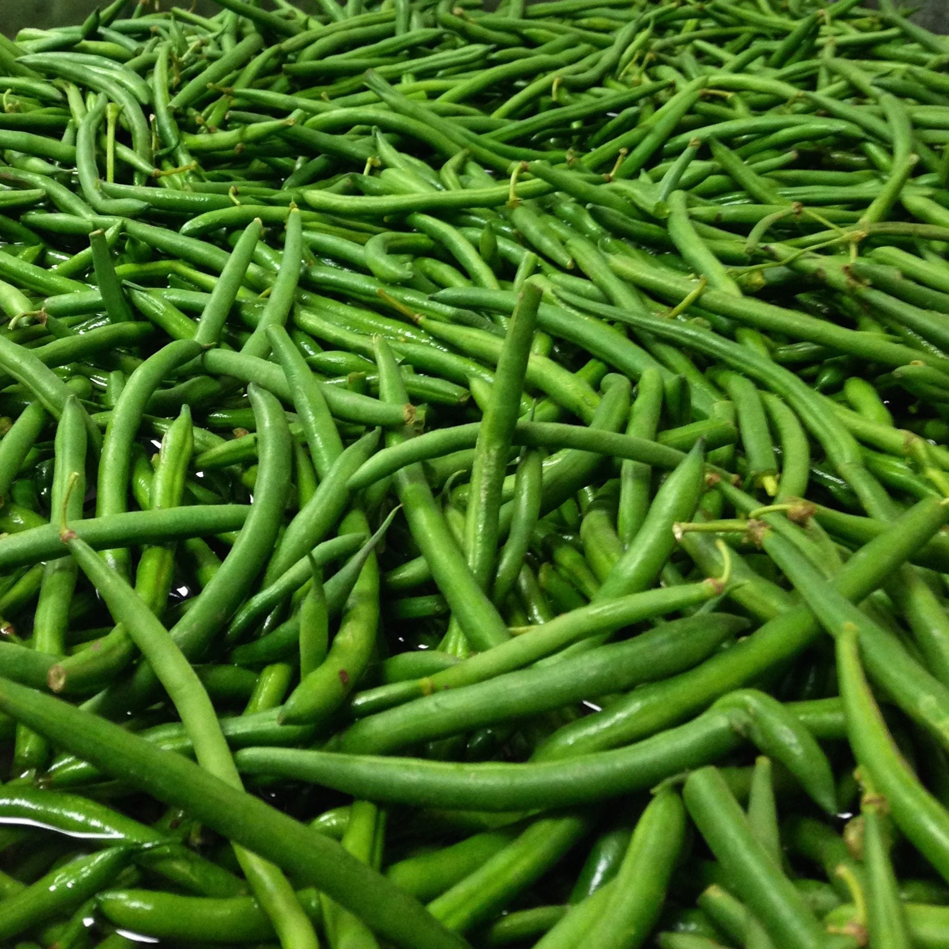 Beans Green Hand Picked *GROWER SPECIAL*- Organic Green Beans 250g