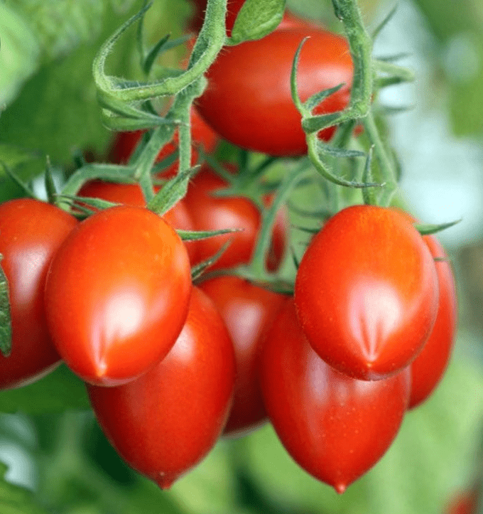 Tomatoes Gourmet - 500 grams organically grown tomatoes