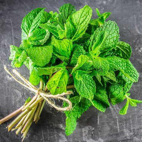 Herb Mint - Certified Organic Mint