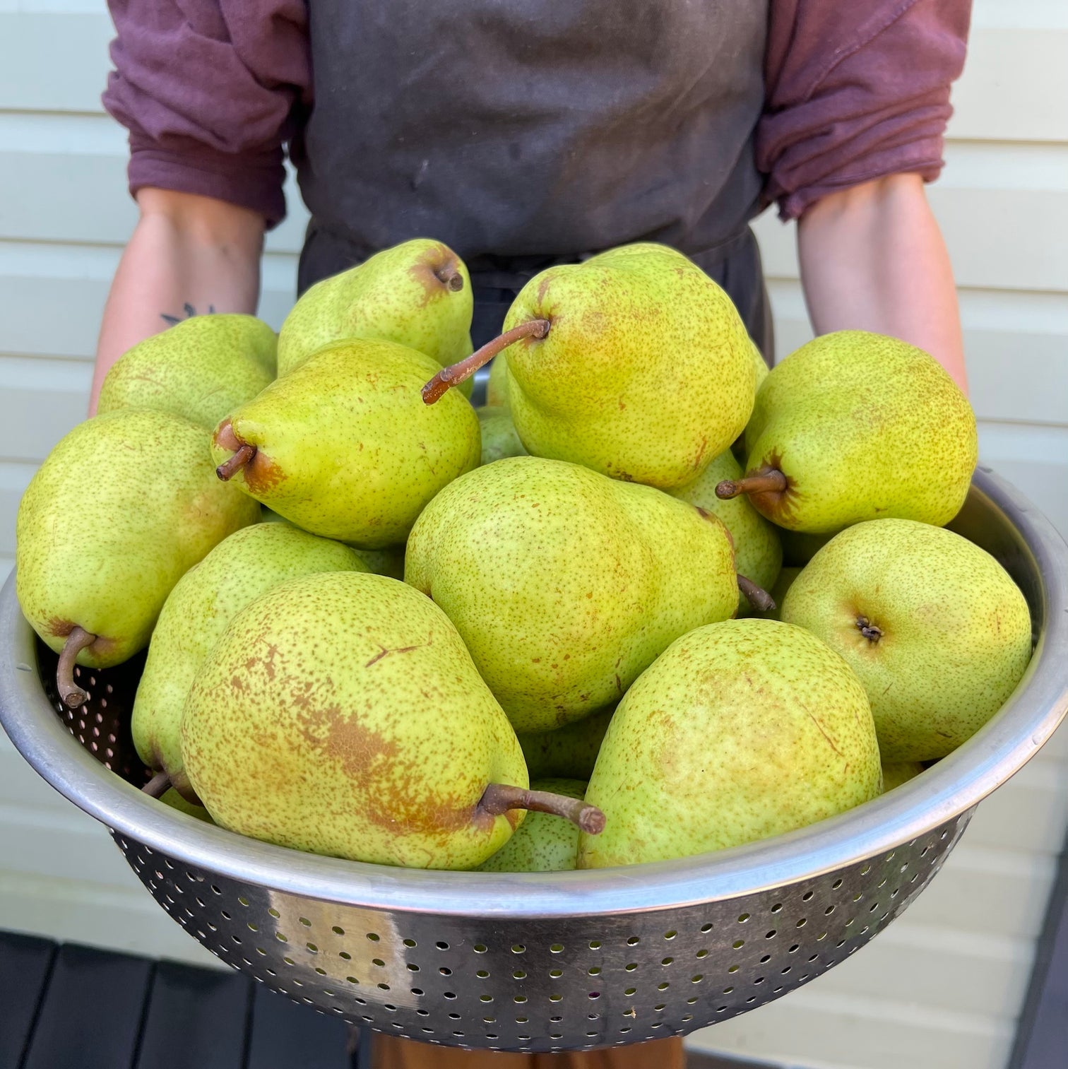 Limited Edition Pyewacket's Traditional Magnolia and Pear Shrub