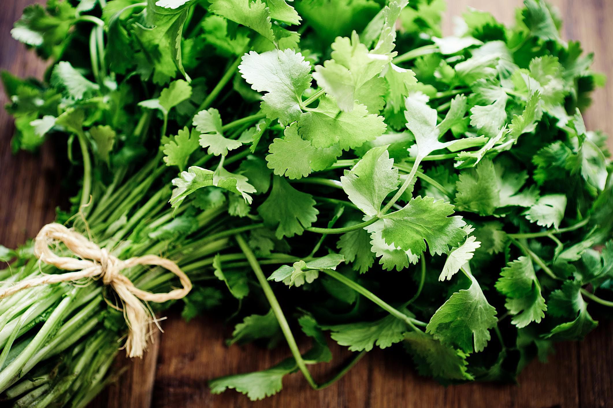 Herb Fresh Coriander - Certified Organic Coriander