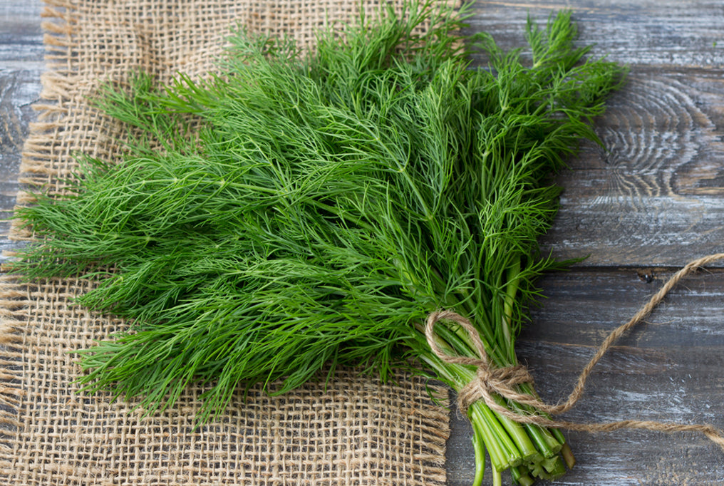 Organic Dill