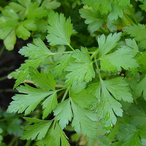 Herb Fresh Parsley Bunch - Certified Organic Flat Parsley