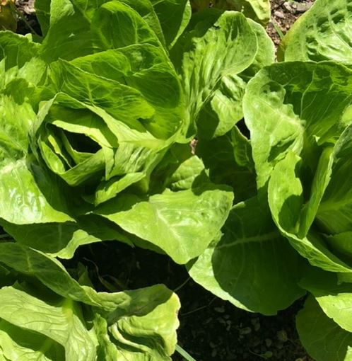Lettuces - Organically Grown  Lettuce