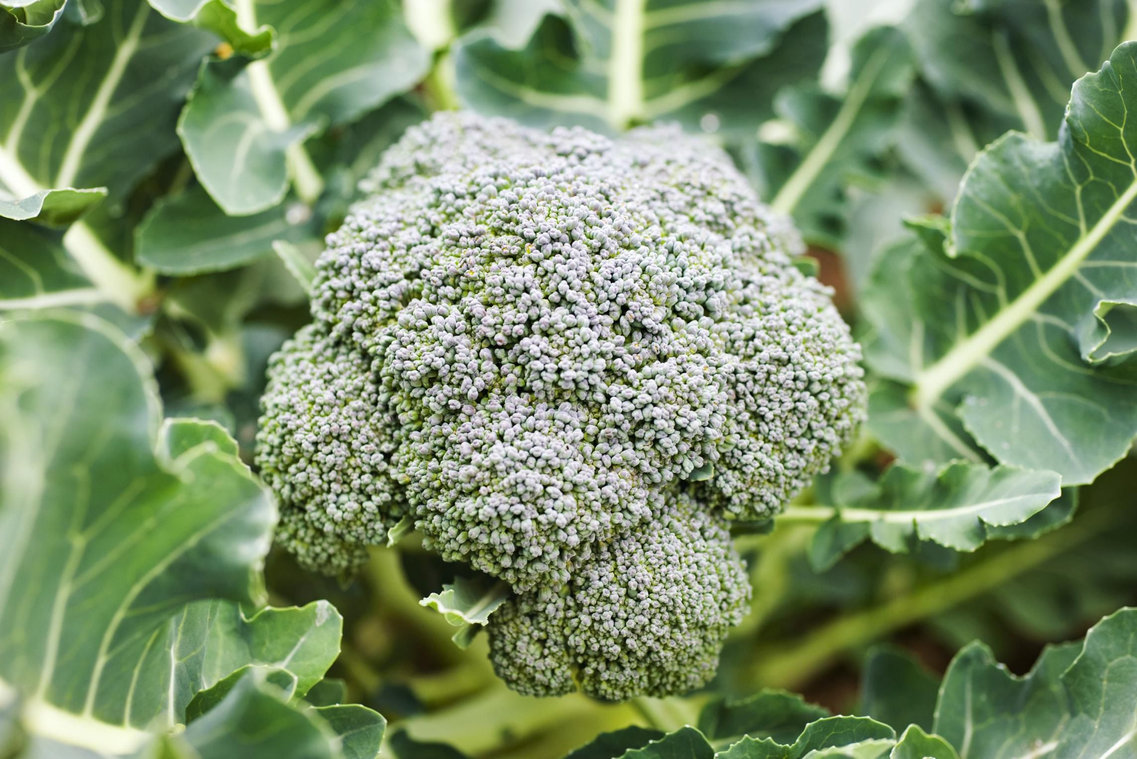 Broccoli Head - Certified Organic Broccoli Approx 400g