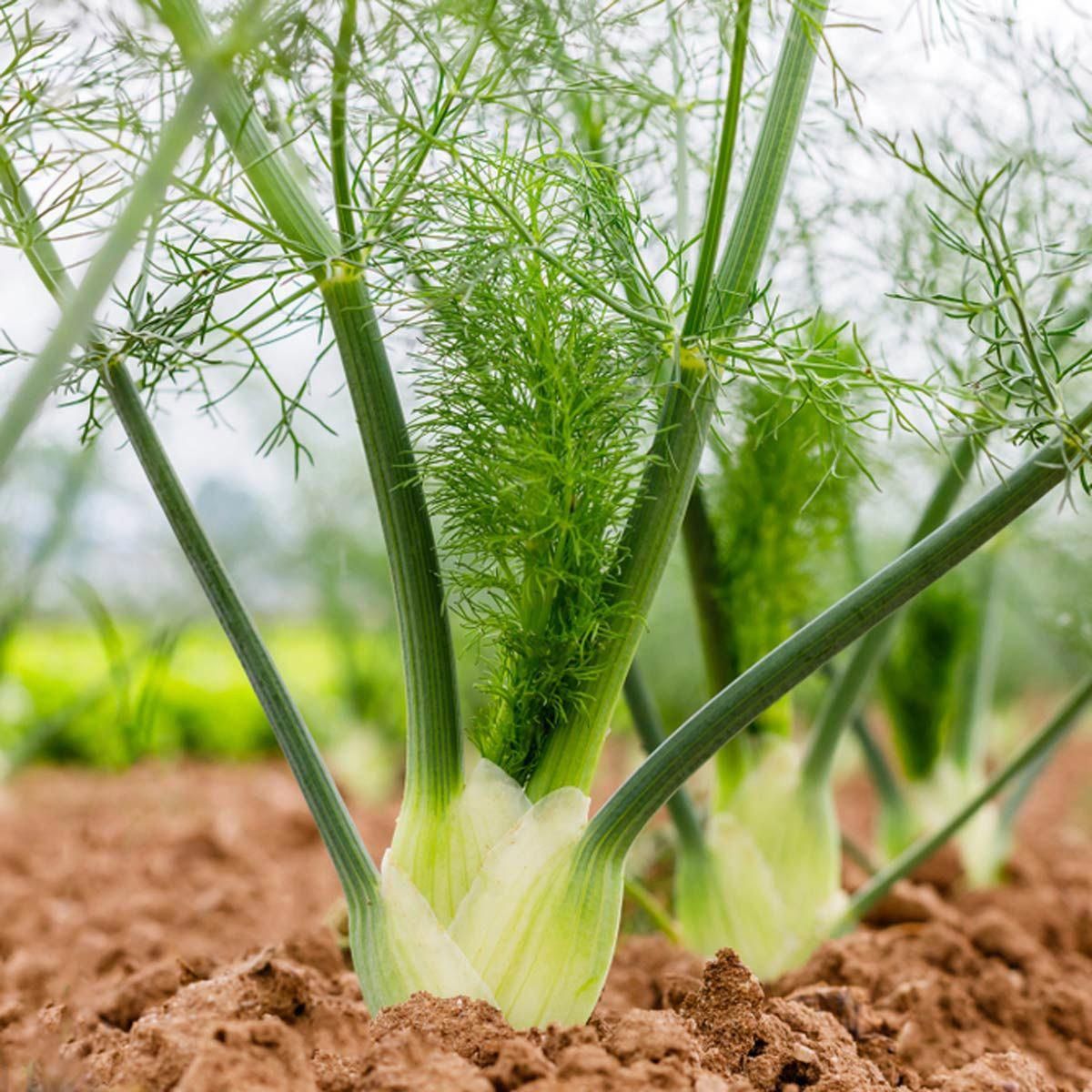 Fennel Bulbs - Certified Organic fennel