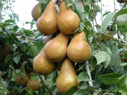 - Pears Certified Organic 500g