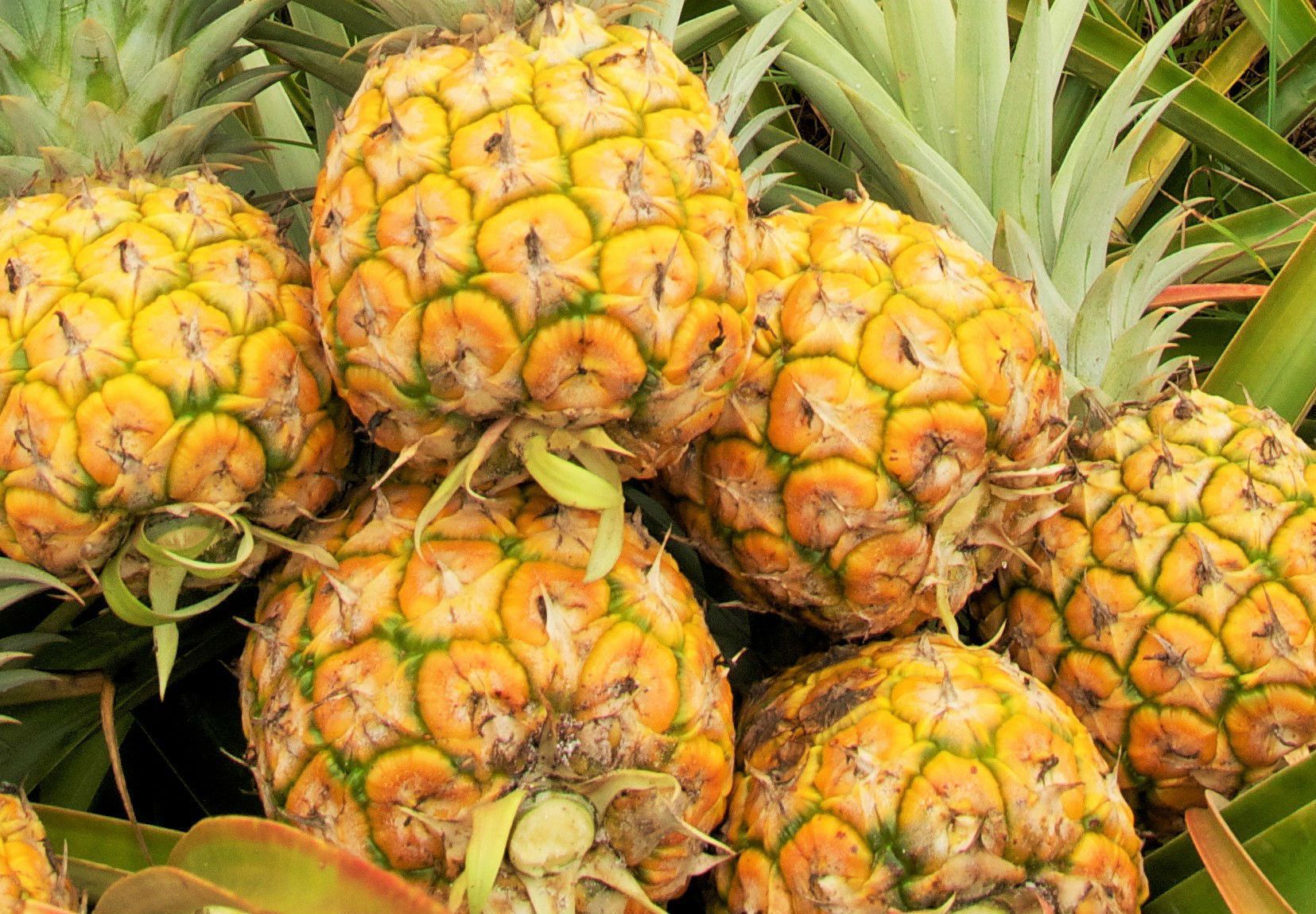 Organic Pineapples certified organic pineapple