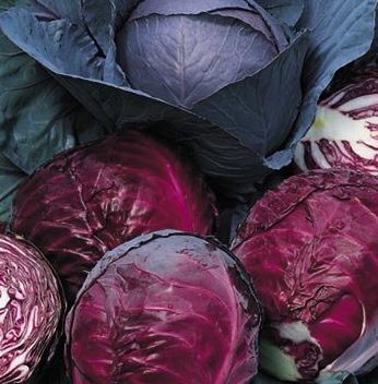 Cabbage Red Half - Certified Organic Red Cabbage