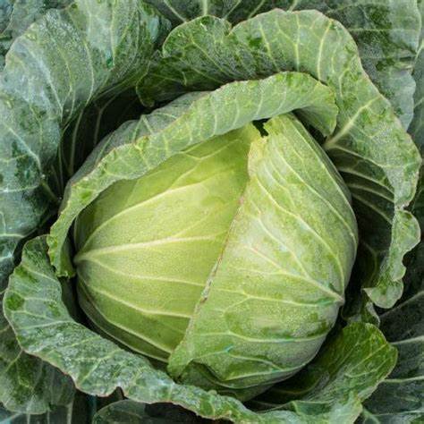 Cabbage Green HALF - Certified Organic Cabbage
