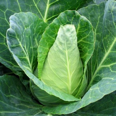 Cabbage Sugar Loaf NEW- Organically Grown Cabbages