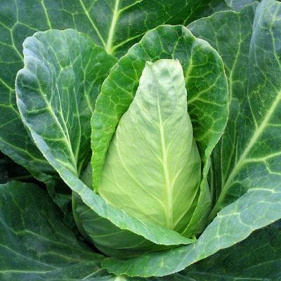 Cabbage Sugar Loaf NEW- Organic Cabbages