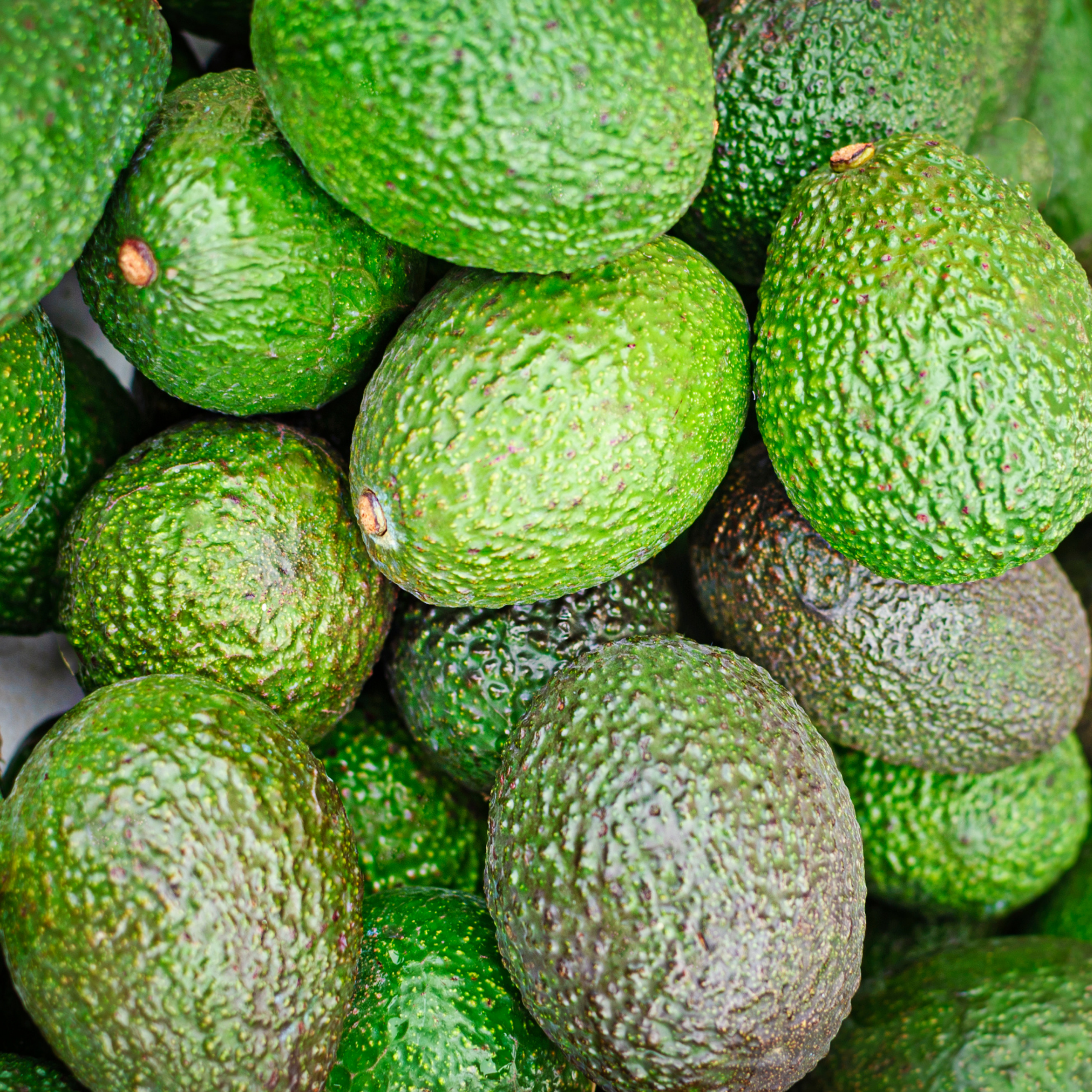 - Avocado Hass 500g - Certified Organic Avocados