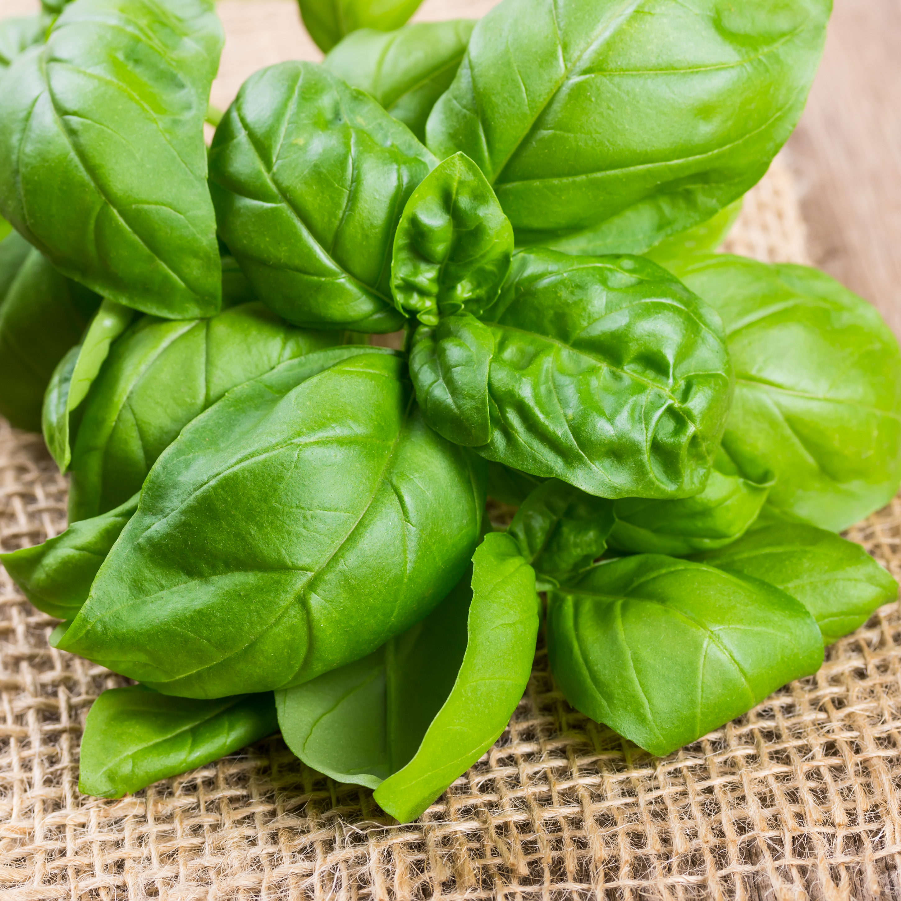 Herb Basil - Certified Organic Basil