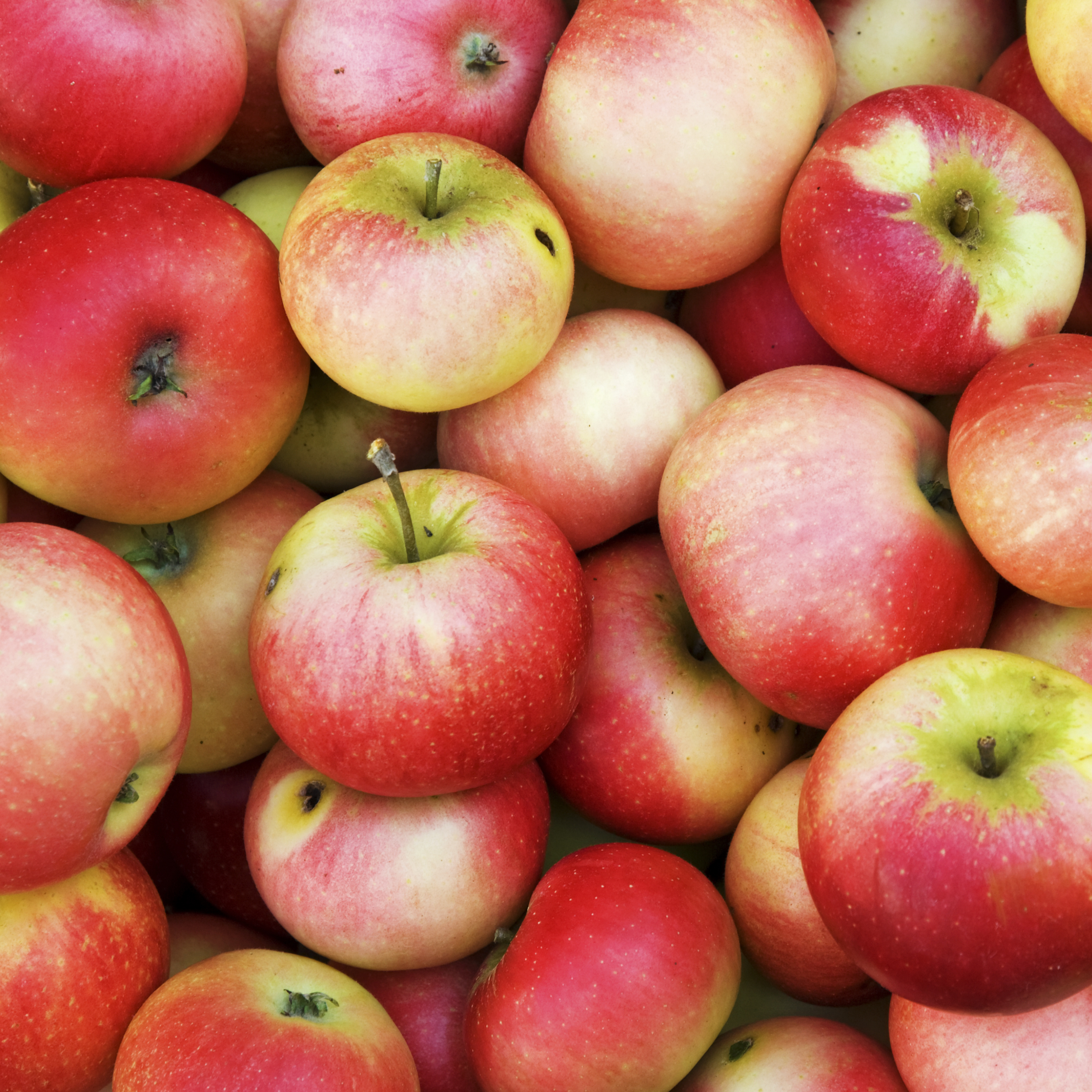 - Apples Red Imperfects - Certified Organic Red Apples 500g