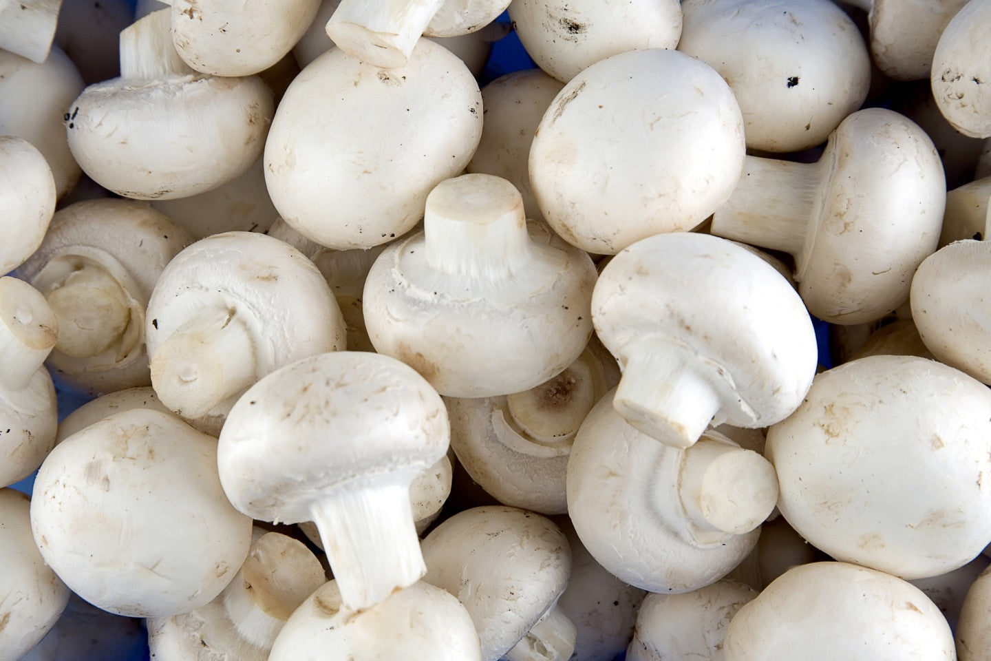 Mushrooms - Punnets 180g certified organic mushrooms