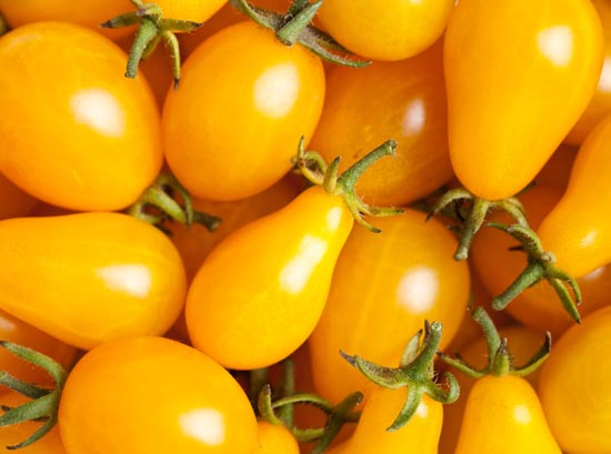 Tomatoes Cherry - Organically Grown Cherry Tomatoes