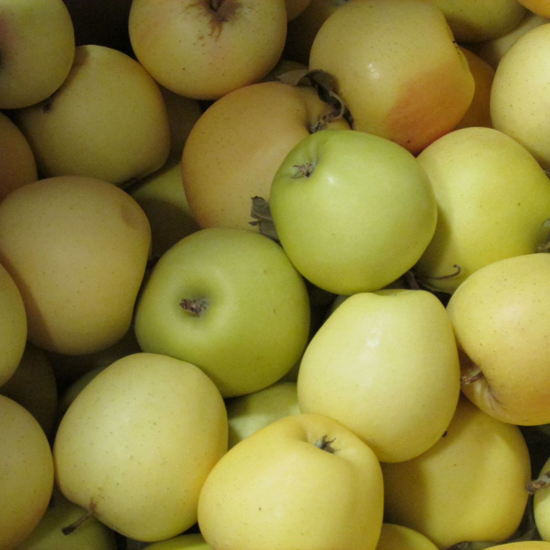 - Apples Golden Delicious - Certified Organic Apples 500g