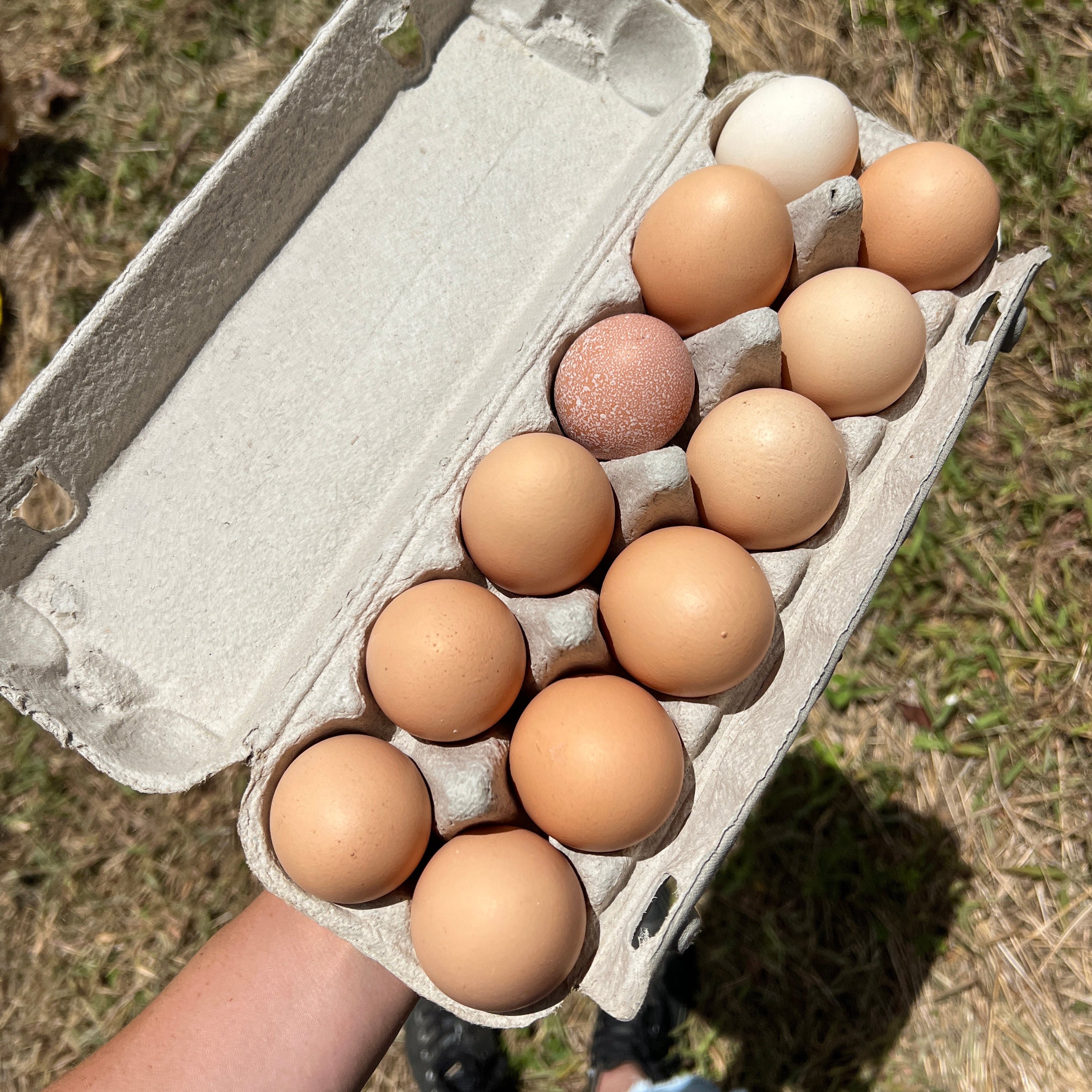 Eggsciting & Limited **  The Nest's  Fresh Farm Eggs  - Mixed Sizes