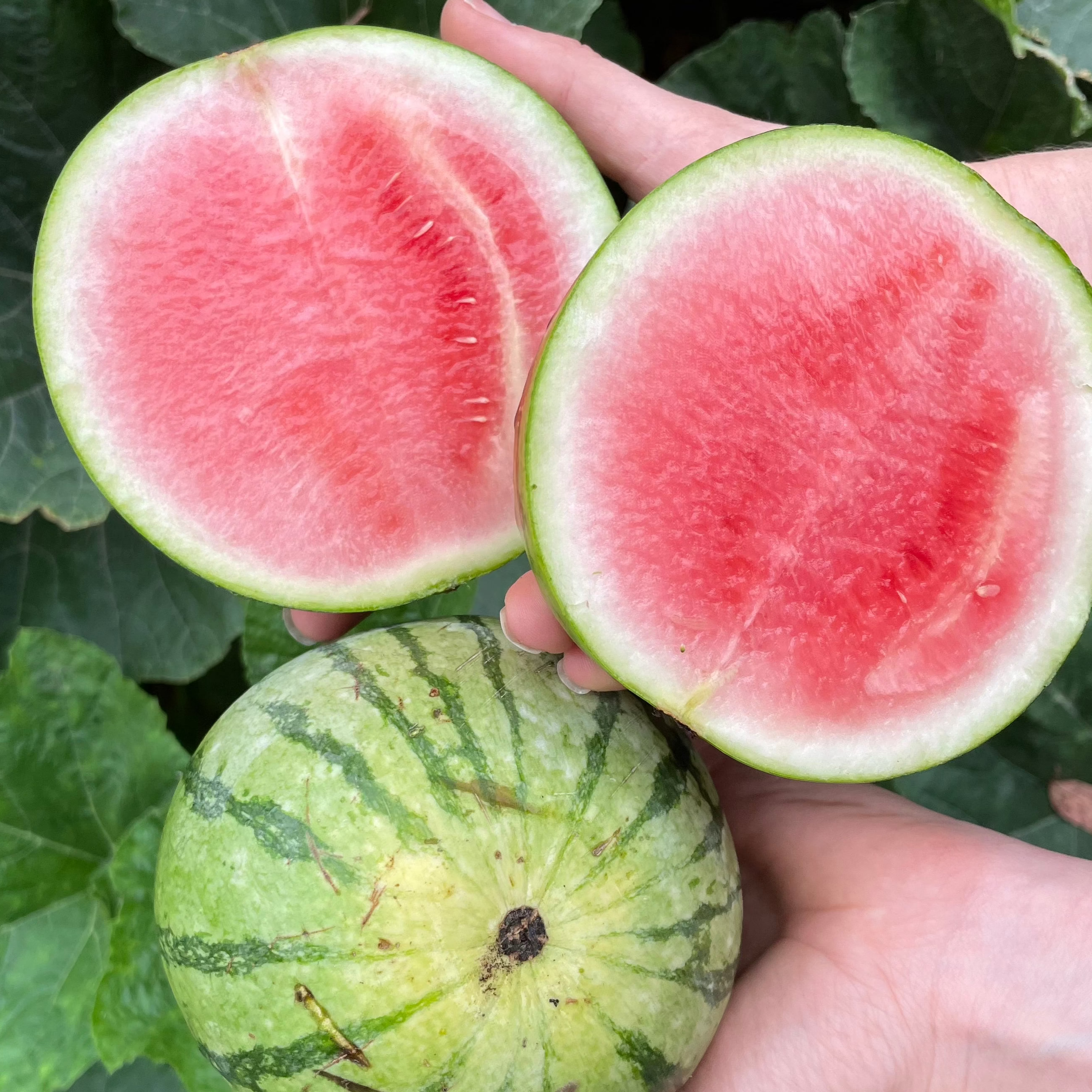 - Watermelon Mini Seedless  *Growers Special* - Certified Organic Watermelon