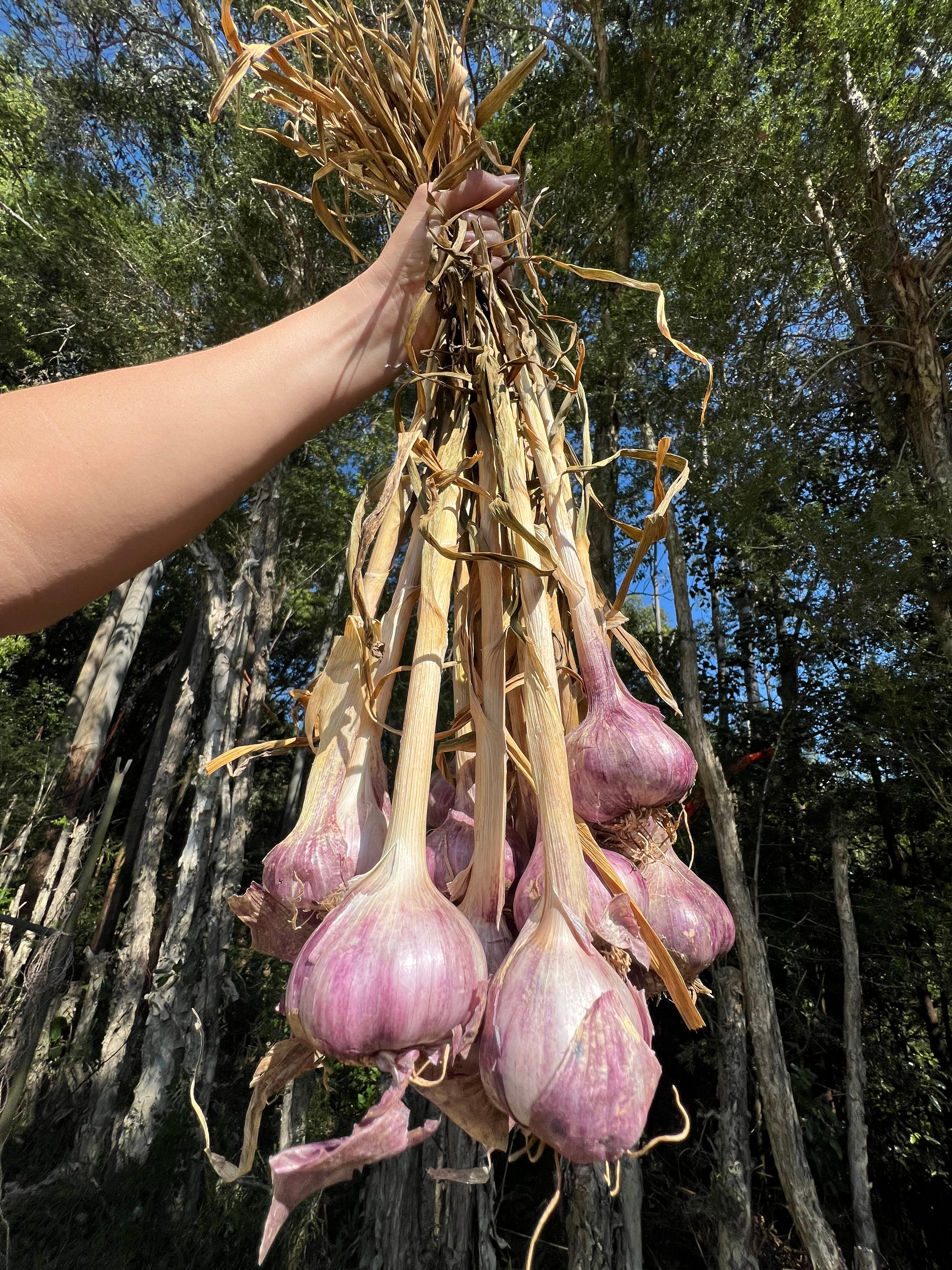 Garlic Italian x 3 Bulbs LIMITED SPECIAL  - NEW Harvest Organic Garlic