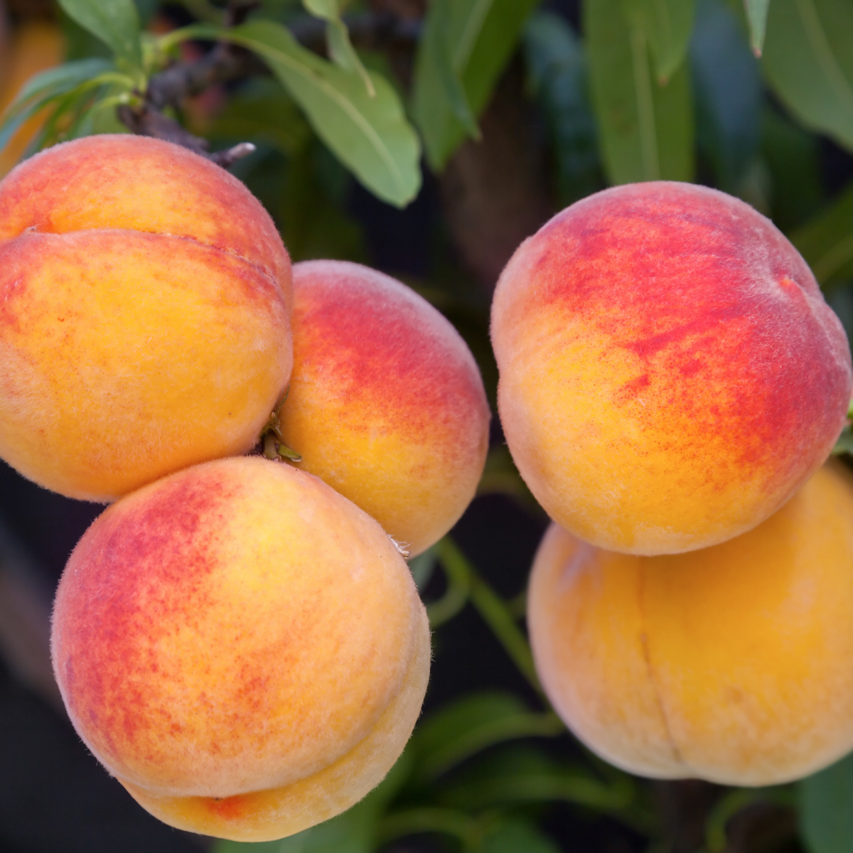 - Peaches 400g - Spray Free Peaches