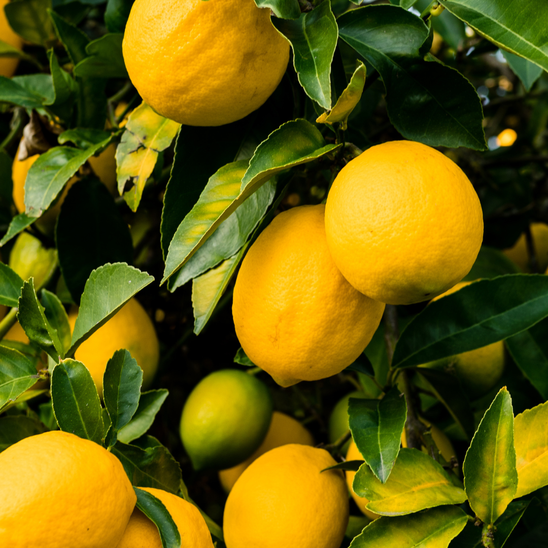 - Lemon 500g  - Certified Organic Lemons 500g