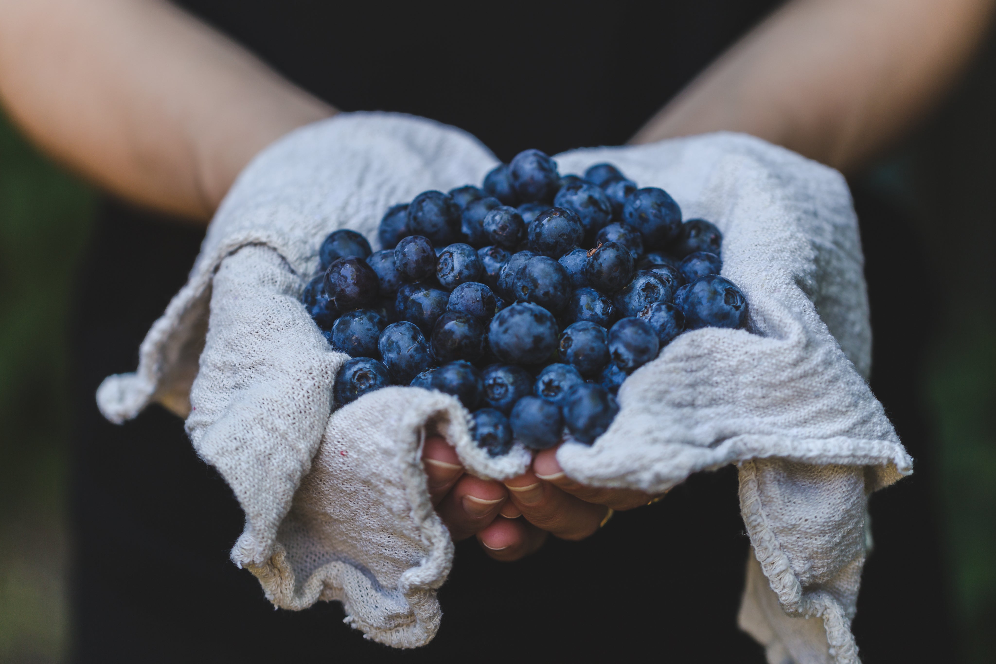 Organic Blueberries 