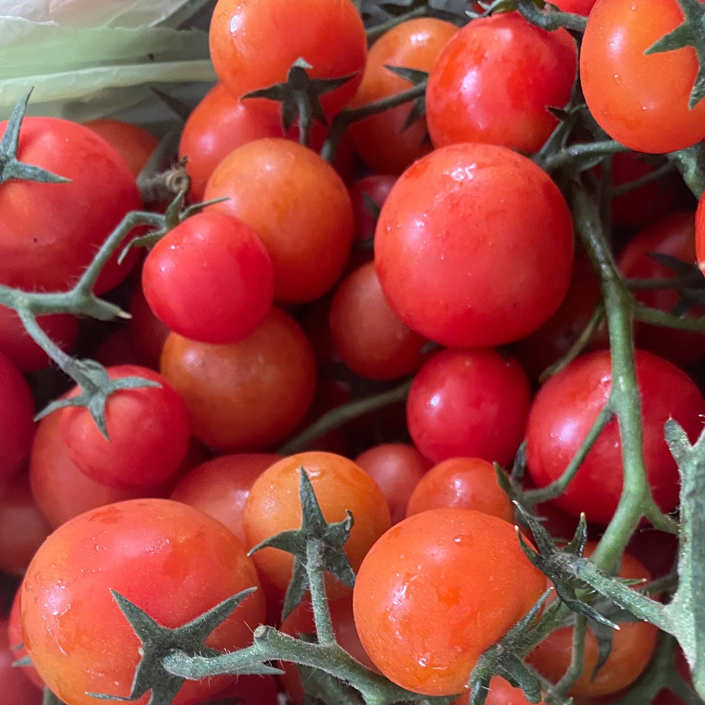 Tomatoes Cherry *Snacking Punnets * - Certified Organic Cherry Tomatoes