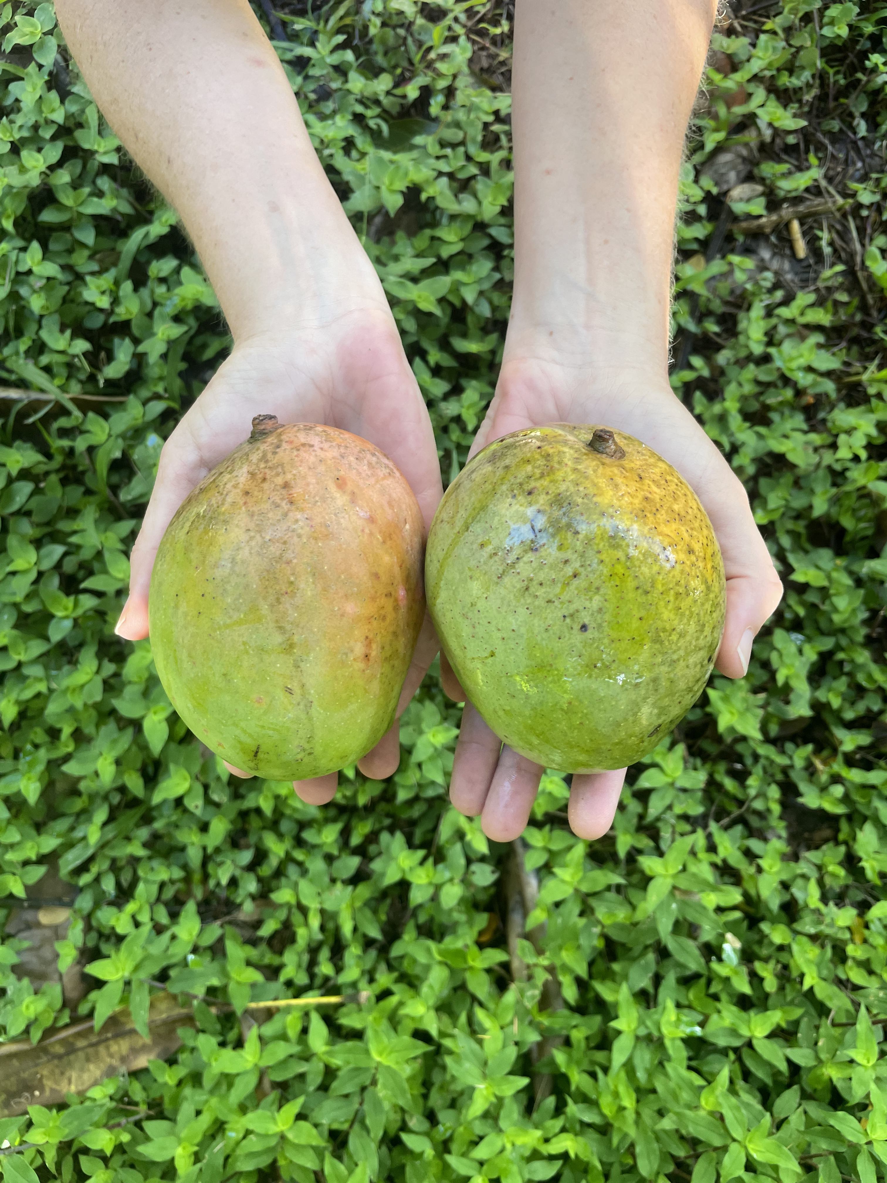 - Mango Grower's Special x 2  (Imperfects)- Organically Grown KP Mango