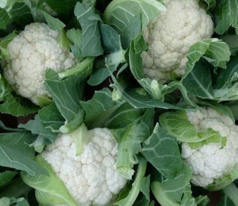Cauliflower Organic  - Certified Organic Cauliflower
