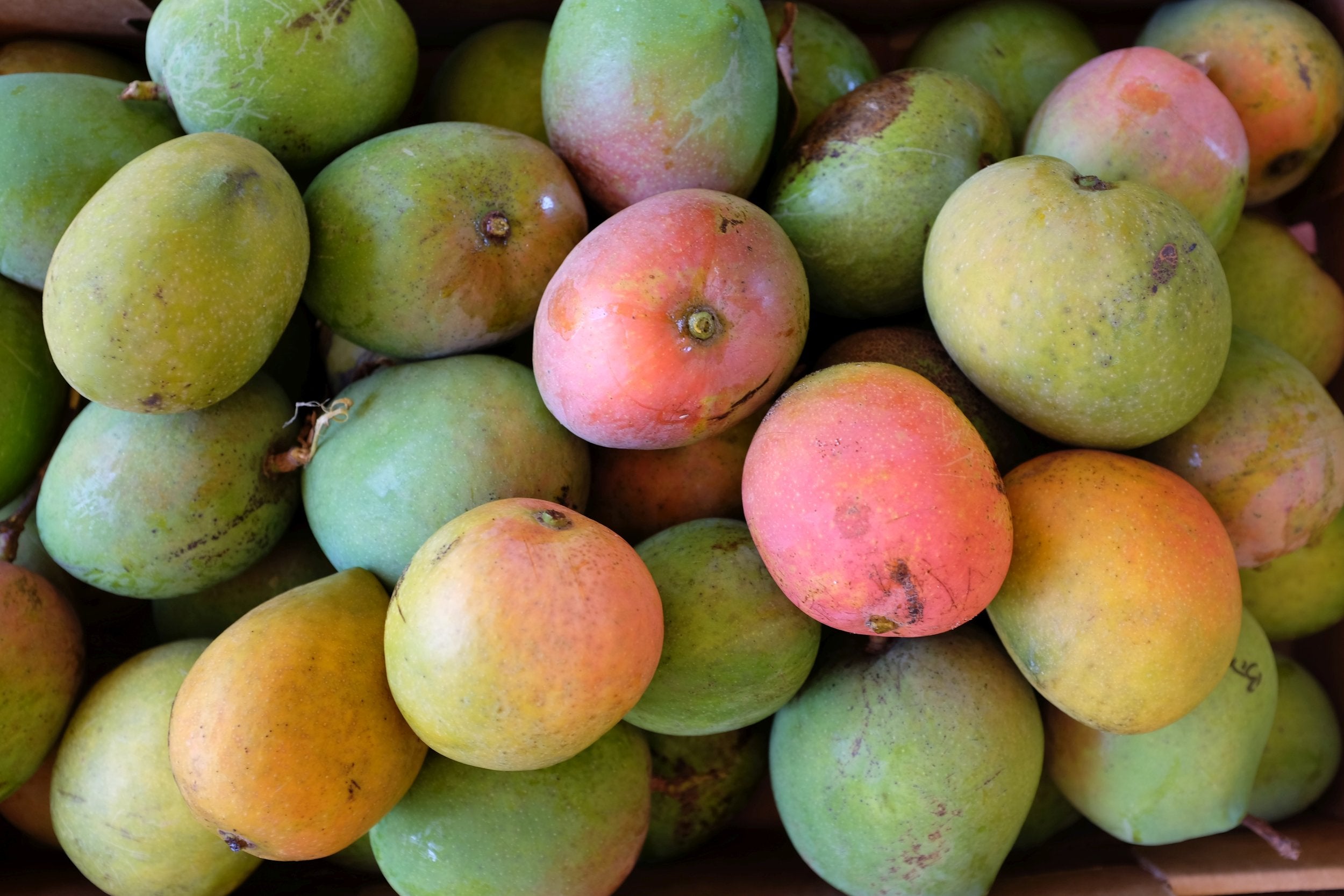 - Mangoes Imperfect x1  - Certified Organic Mangoes from North Queensland
