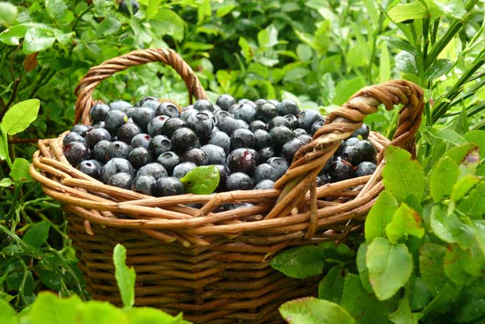 - Blueberries 400g *NEW* - hand picked local  organically grown blueberries