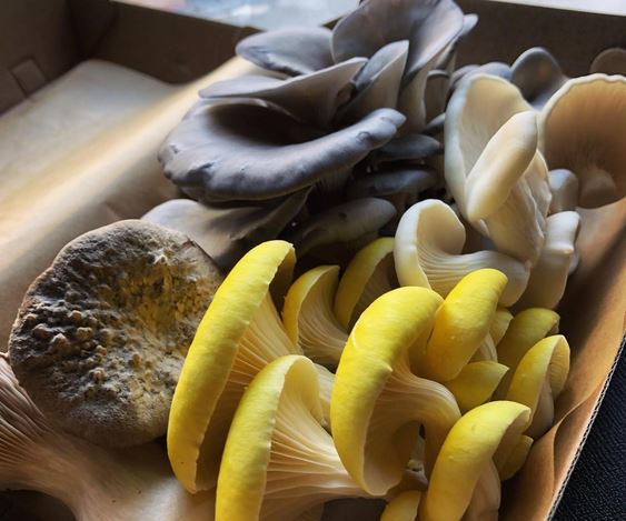 Mushrooms -Organic Yellow  Oyster Punnet 100g