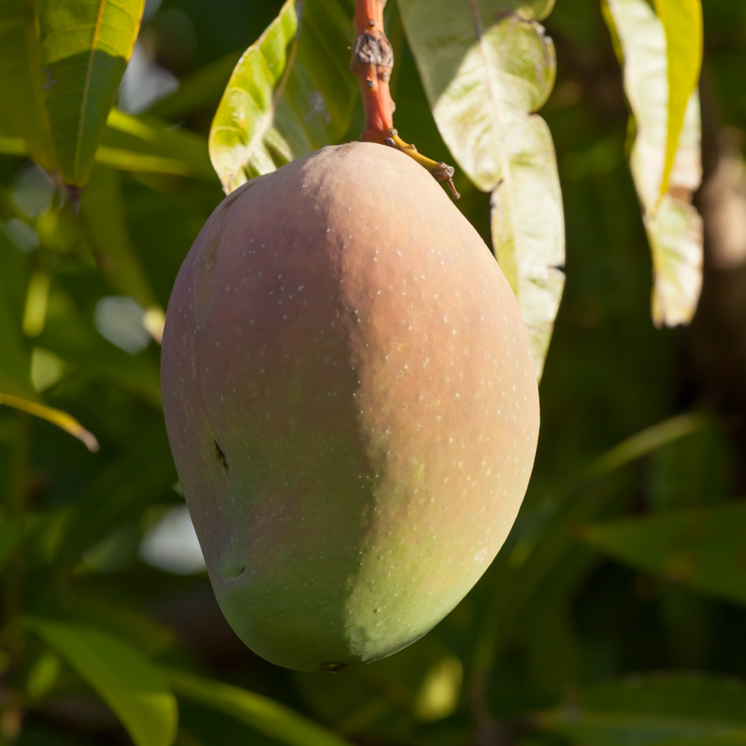 - Mango - Certified Organic KP Mango *SEASONAL SPECIAL*