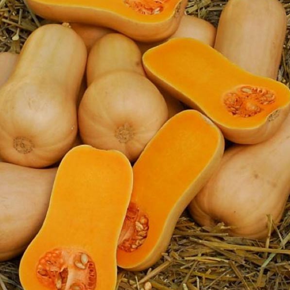 Pumpkin Butternut  -  Certified Organic Pumpkin