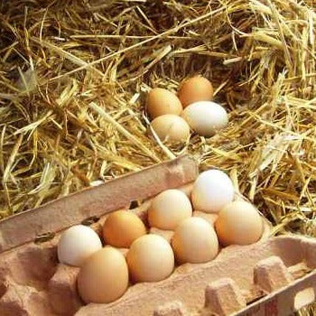 Eggs Free Range - JUMBO 800g - Knotsbury Farms