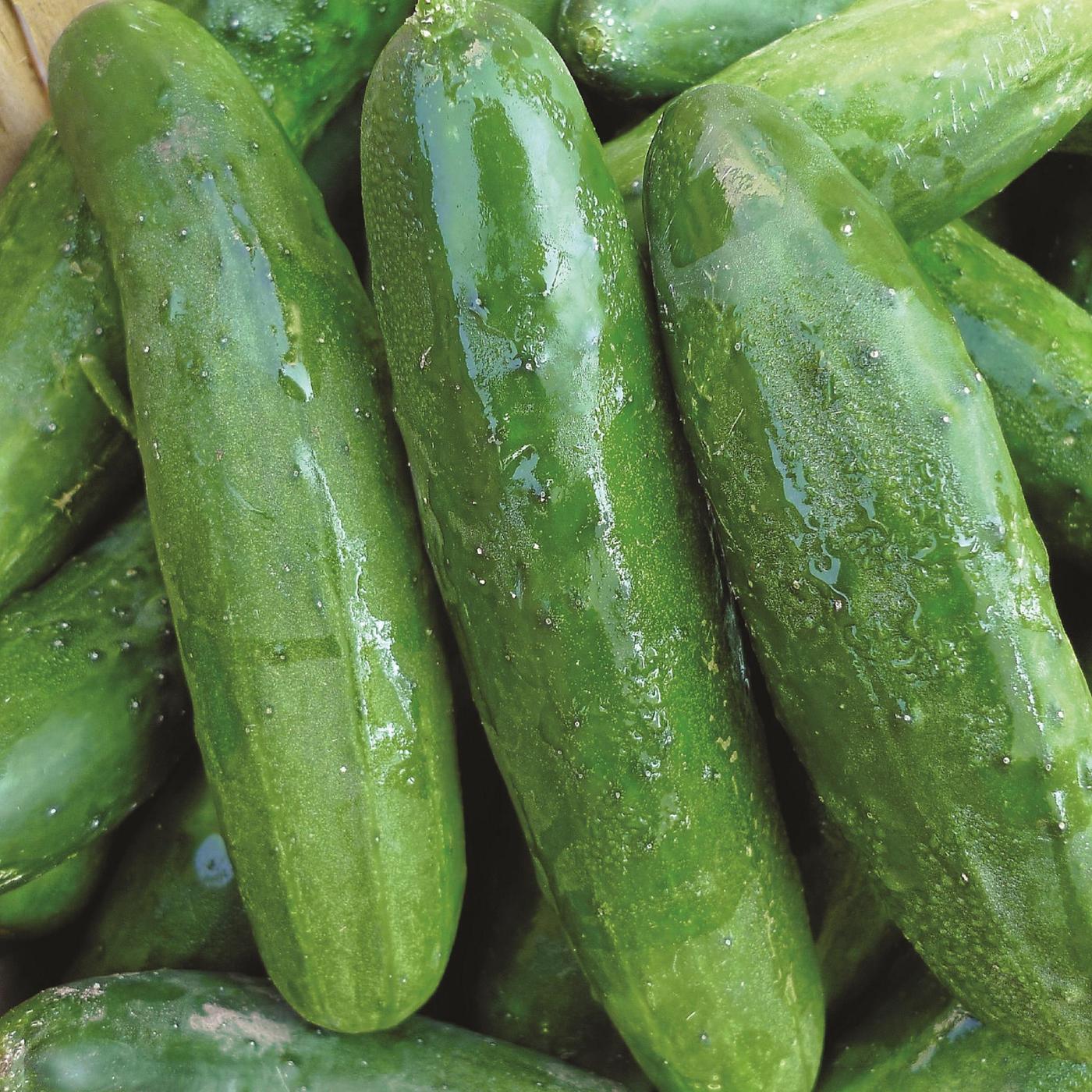 Cucumber Lebanese 500g -  Certified Organic Cucumbers
