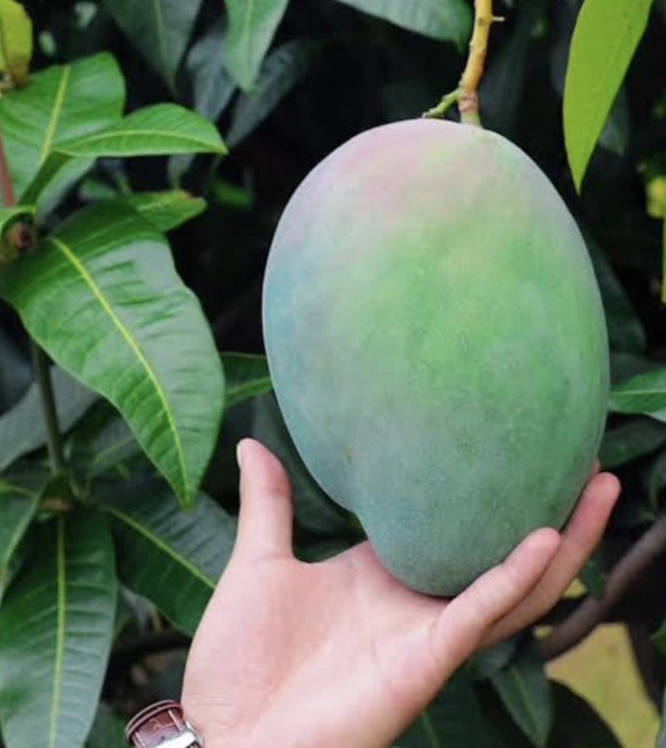 - Mangoes Keitt * SPECIAL* - Certified Organic Mangoes from North Queensland